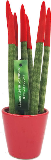 Sansevieria Zylindrische Topfpflanze Verschiedene Farben – 30-32cm Höhe