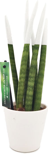 Sansevieria Zylindrische Topfpflanze Verschiedene Farben – 30-32cm Höhe