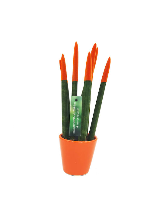 Sansevieria Zylindrische Topfpflanze Verschiedene Farben – 30-32cm Höhe