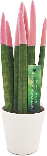 Sansevieria Zylindrische Topfpflanze Verschiedene Farben – 30-32cm Höhe