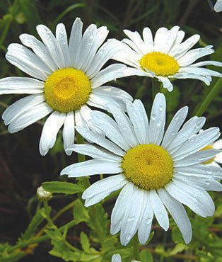 Samen Gänseblümchenς Gelb 0.2gr