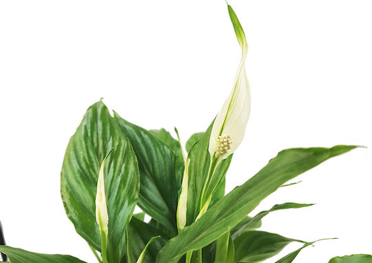 Spathiphyllum – 1 Pflanze 35-40cm