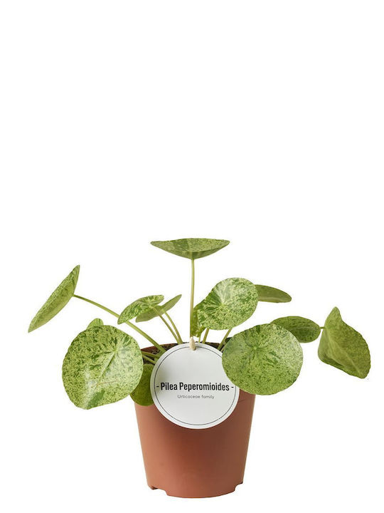 Πιλέα Pilea Peperomoides Mojito Πιλέα Pilea Peperomoides Mojito