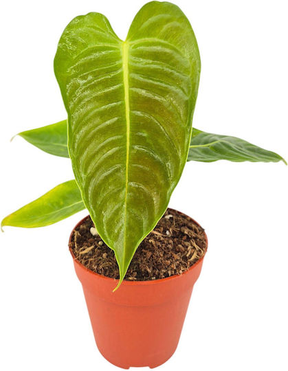 Ανθούριο Anthurium Clarinervium Veitchii