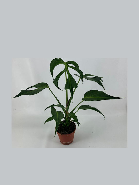 monstera adansonii weiße flecken Monstera variegata main image 0