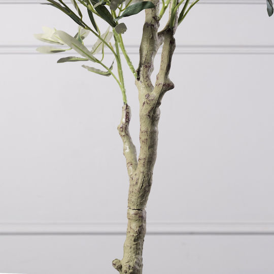 Ελιά σε Γλάστρα 120cm Supergreens
