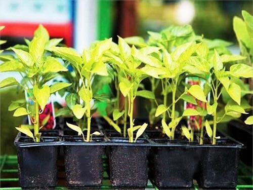 Seed Trays X 5pcs Start Your Plants
