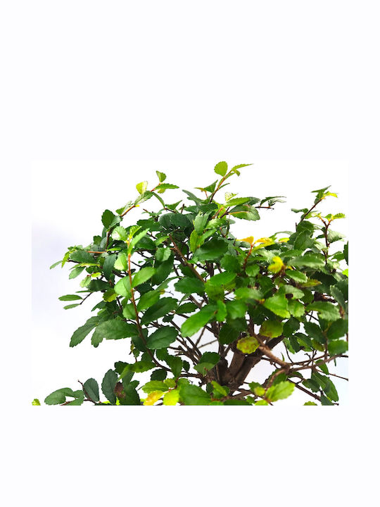 Автентично Бонсай Zelkova Parvifolia Бебе