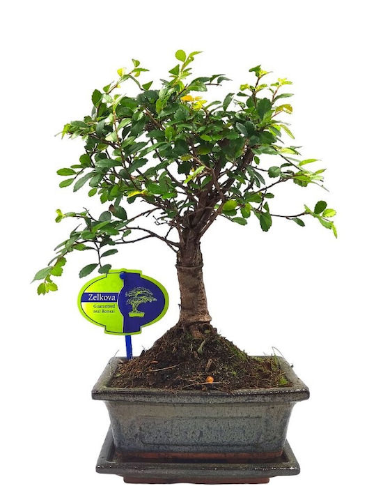 Автентично Бонсай Zelkova Parvifolia Бебе