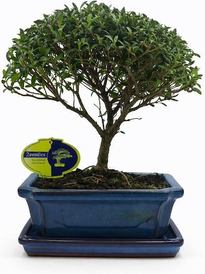 Μπονσάι Δεντράκι Ilex Άιλεξ