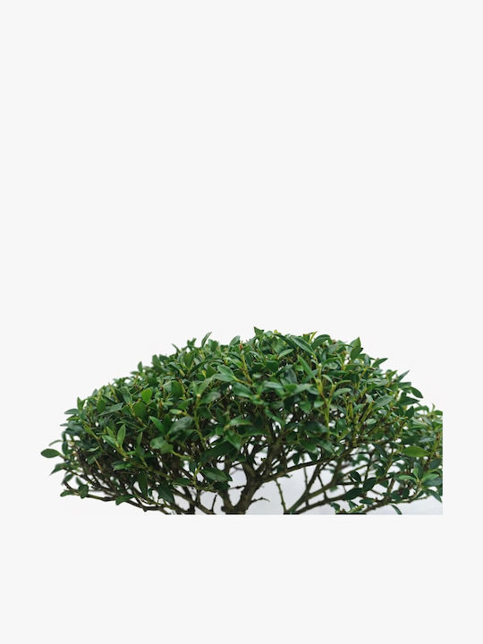 Μπονσάι Δεντράκι Ilex Άιλεξ
