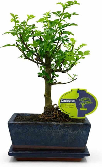Μπονσάι Δεντράκι Zanthoxylum 15 Εκ