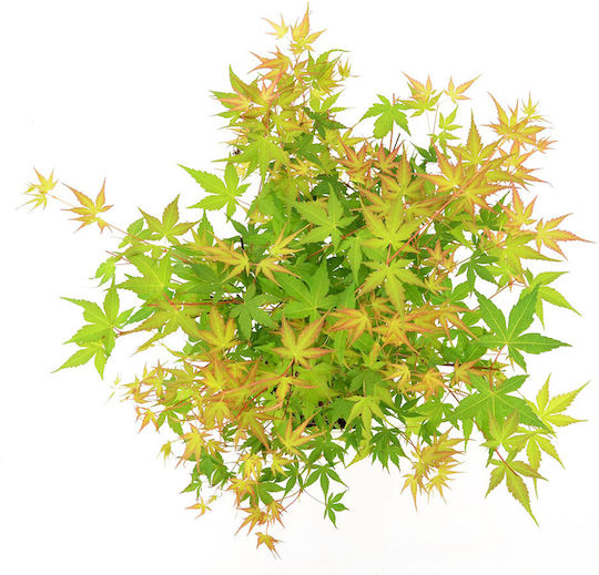 Acer Palmatum “katsura”