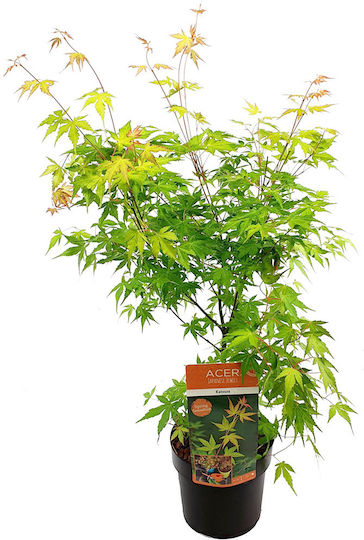 Acer Palmatum “katsura”