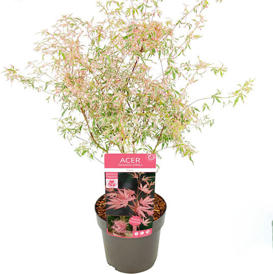 Acer Palmatum “taylor”