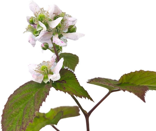 Mure Negre Bush Blackberry Bush