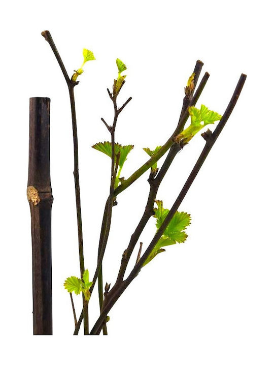 Mure Negre Bush Blackberry Bush