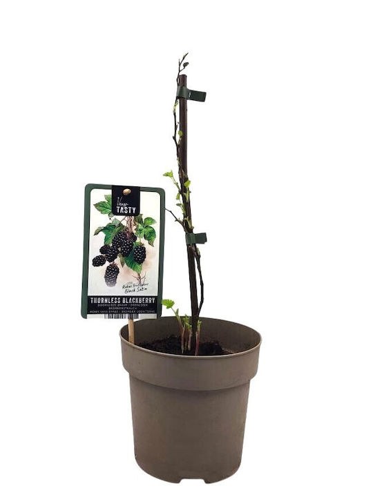 Mure Negre Bush Blackberry Bush