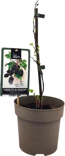 Mure Negre Bush Blackberry Bush