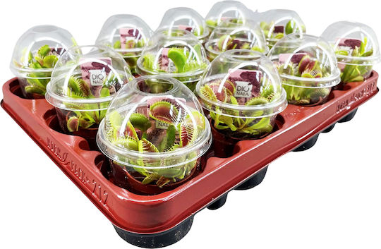 Dionaea Baby Kleines Topf Pflanze