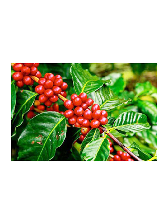 Кафеено Дърво Coffea Arabica Направете Своя Чаша с Дървета
