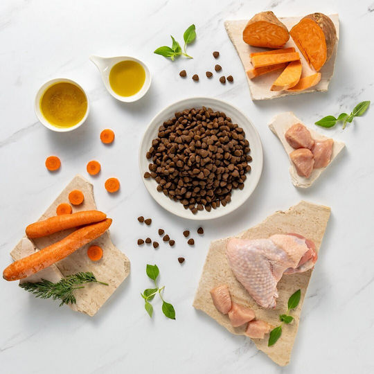 2kg Hrană Uscată fără Cereale & Gluten pentru Căţei de Rase Medii & Mari cu Curcan