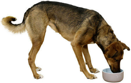 Kerbl Spirit Ceramic Food and Water Bowl for Dog 1lt