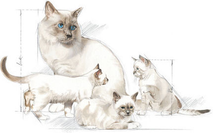 Royal Canin Babycat Milk Powder for General Health 300gr