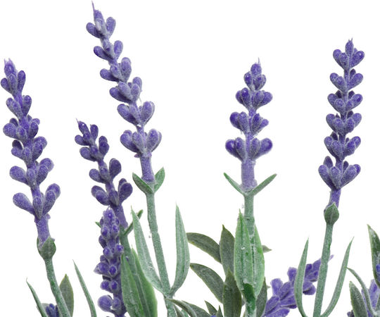 Potted Lavender 13x13x32cm Potted Lavender 13x13x32cm