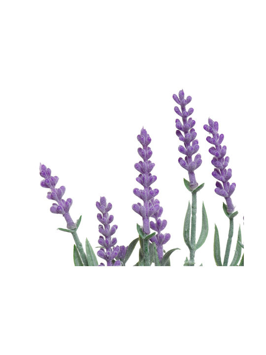 Topfpflanze Lavendel 13x13x32cm