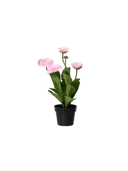 Crizantema Plantă În Ghiveci Φ20x30cm