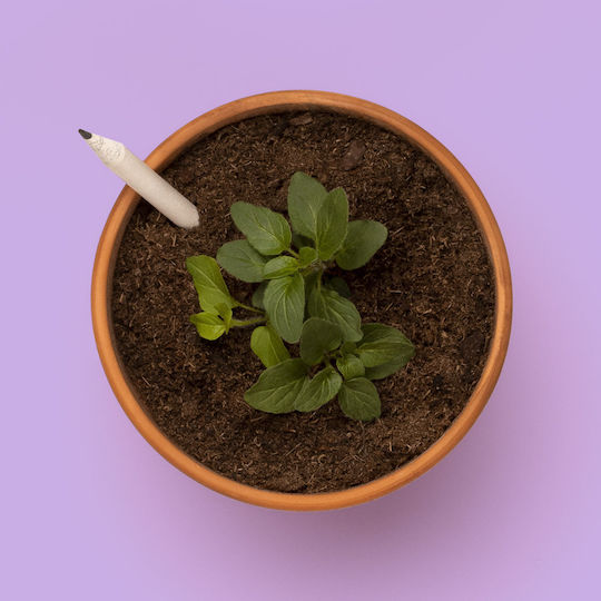 Creion Alb Plantabil – Flori