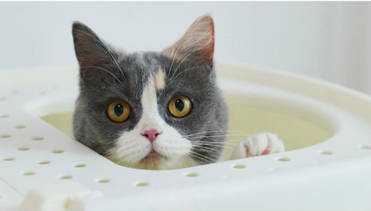 Animal Cat Toilet Closed L57 x W45 x H40cm 25.07.16681
