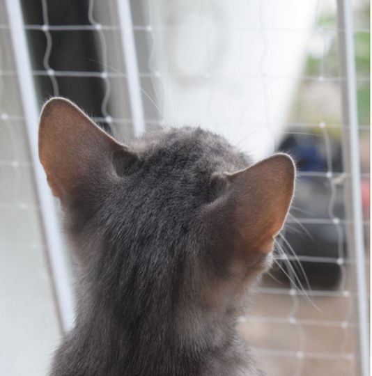 Animal Cat Net 800 x 300cm