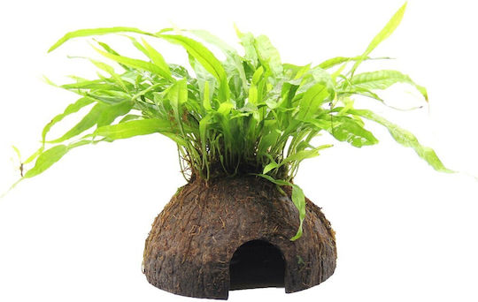S.i Microsorum Pteropus On Coco