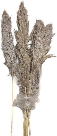 Αποξηραμένο Φυτό Pampas grass HOMie Αποξηραμένο Φυτό Pampas grass HOMie