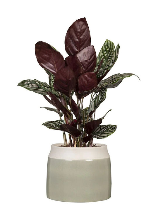Scheurich Vaze Pentru Plante Ceramică Verde