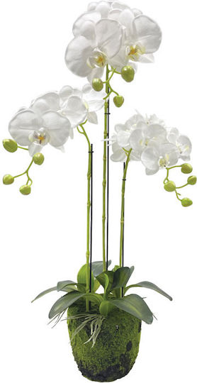 Orchidee in Topfpflanze Weiß 82cm Marhome