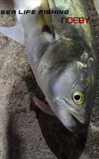 Noeby Künstliche Köder Fisch (Minnow) 6,5 g 01