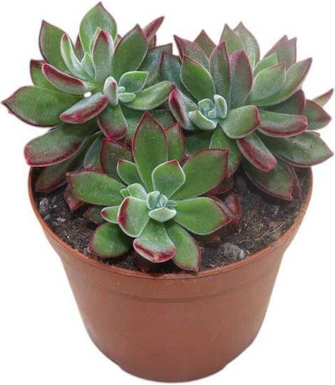 Echeveria 'Hingabe' 10.5cm