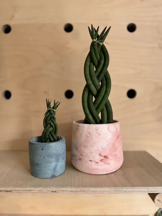 Sansevieria Cylindrical Woven Mini P 5cm X H 15 Cm Milvaflowers