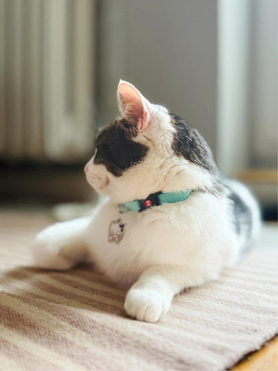 Zolux Chatouille Blue Cat Collar