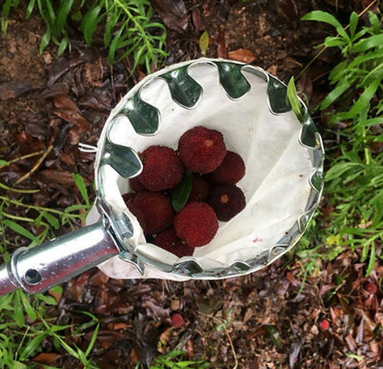 Fruit Collector Metal Fruit Picker Tool
