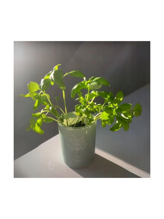 Aroma Home Basil Duftkerze 150 G Unisex