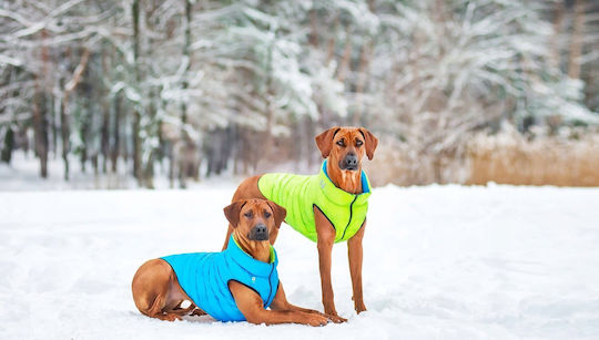 Doggy L 65 Ветроустойчив Airyvest Двустранен Светлозелен + Син