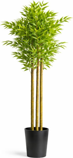 Μπαμπού σε Γλάστρα 120cm