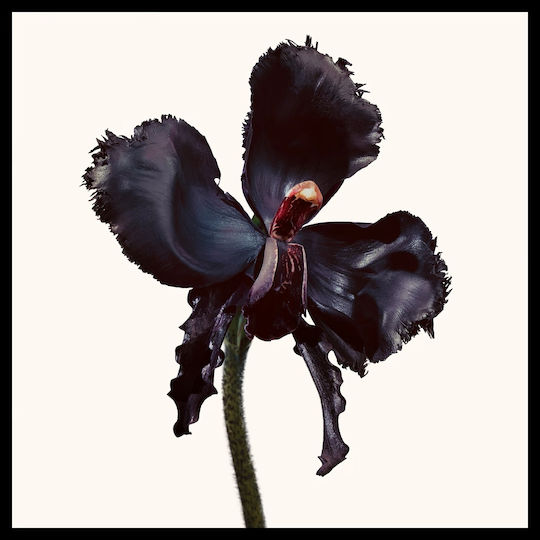 Tom Ford Black Orchid Reserve 50ml