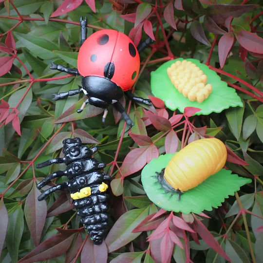 Safari Ltd Life Cycle of a Ladybug Εκπαιδευτικό Παιχνίδι Γνώσεων για 4+ Ετών