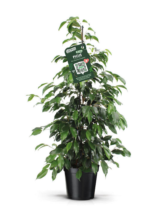 Φίκος Ficus Benjamina Danielle Xxl
