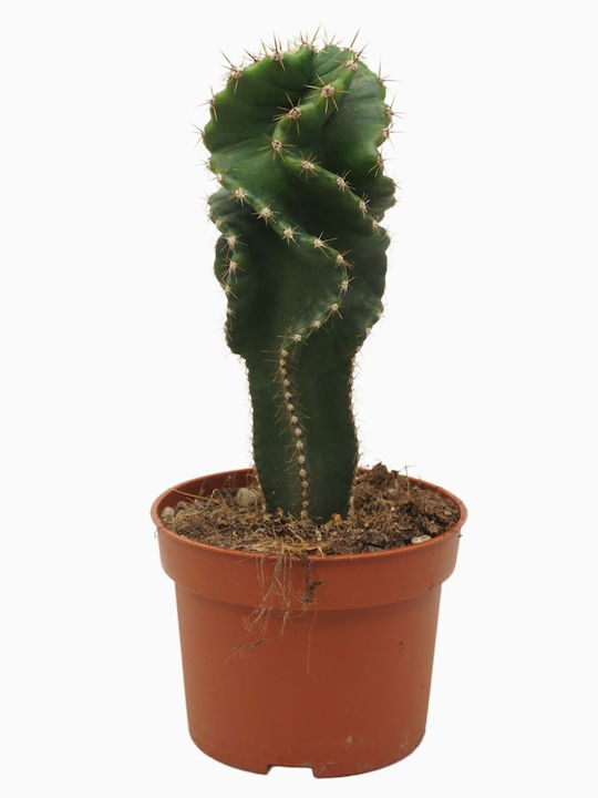 "Κάκτος" Cereus Forbesi Spiralis Plantă Înălțime 30buc